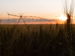 Pivot on Wheat field at sunset
