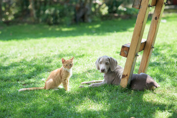 A small dog of the Weimaraner breed plays with a little red kitten