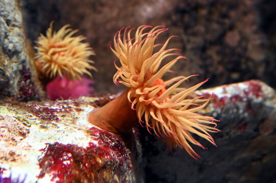 81 Best 磯巾着 Images Stock Photos Vectors Adobe Stock