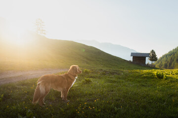 dog in the mountains. Nova Scotia Duck Tolling Retriever on nature