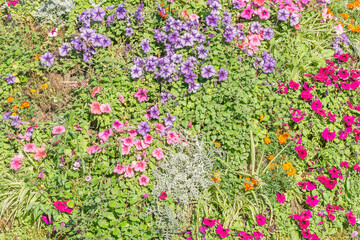 Colorful flowers on the flowerbed at summer time.