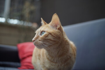Gato encima un sillón mirando hacia un lado