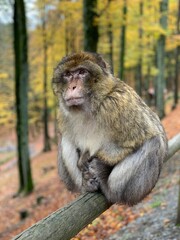 Affe
