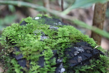 green moss on a bed of soil
