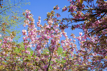 Ciliegi, natura e colori in primavera, strada sporca in mezzo al bosco e fiori di ciliegio
