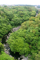 The high angle forest at Cheonjeyeon Falls. jeju island . korea