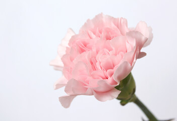 Fototapeta premium carnation flower isolated on white background . pink cloves flowers . 