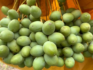 bunches of fresh dates on palm tree