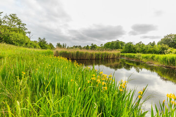 Bank with flowering Yellow Iris, Iris pseudacorus, in nature area with background of water and Reed land and gray sky