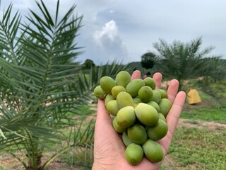 Organic fresh unripe dates palm fruit on hand in plantation