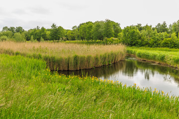Bank with flowering Yellow Iris, Iris pseudacorus, in nature area with background of water and Reed land and gray sky