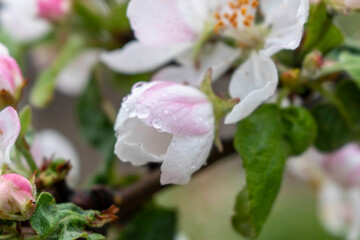 Blooming Apple tree in spring. Close up. Selective focus.