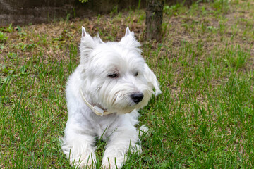 Naklejka na ściany i meble West highland white Terrier on the green grass.