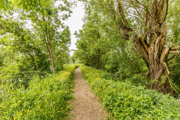 Fototapeta na wymiar Unpaved footpath with shredded branches along river Kromme Aar with roadsides full of buttercups, Ranunculus acris, old mouldering trunk white willow, Salix alba, with high-quality ecological value