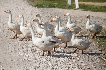 geese graze in the village