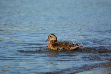 Female Mallard Duck splashing in lake