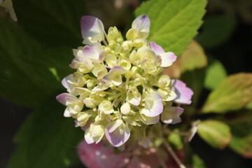 blossom of an farm hydrangea in summer