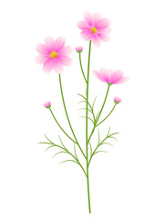 ピンク色のコスモスのイラスト