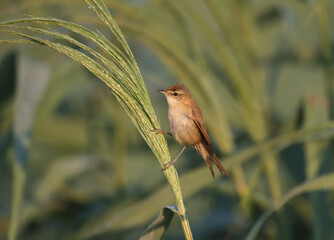 The paddyfield warbler (Acrocephalus agricola) is photographed very close up against an unusual background. Soft morning light accentuates the details of the bird's plumage and habit