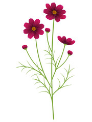 チョコレートコスモスのイラスト