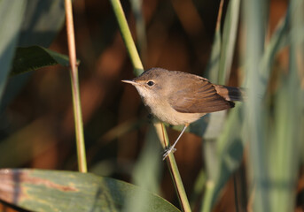 An adult reed warbler (Acrocephalus scirpaceus) is photographed close-up in its natural habitat. Detail and soft morning light identify the bird