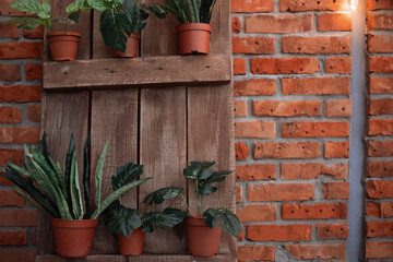 Monstera and ficus are planted in brown pots on a wooden rack. Background brick red wall decorated with light bulbs. Stylish design of the garage, veranda, house terrace. Copy space, texture, template
