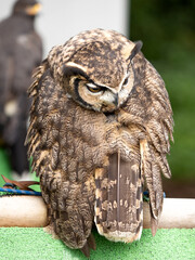 マゼランワシミミスク
