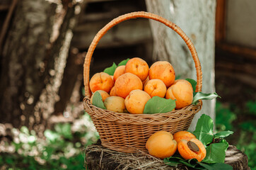 Basket with large ripe apricots on a hemp in the garden. Rural lifestyle. Self-grown natural products.