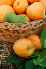 Basket with large ripe apricots on a hemp in the garden. Rural lifestyle. Self-grown natural products.