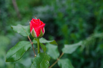 Obraz premium close-up of a red rose bud on a background of green foliage. Copy of space.