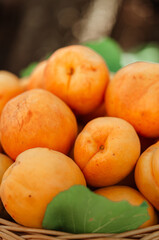 Basket with large ripe apricots on a hemp in the garden. Rural lifestyle. Self-grown natural products.