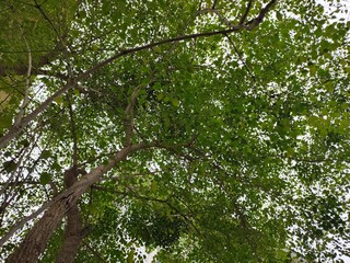 green tree branches