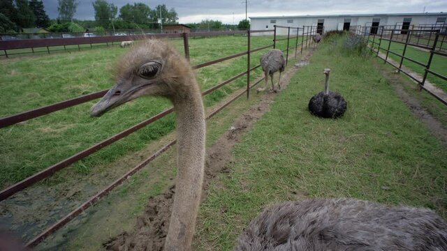 Portrait of an ostrich standing in the corral