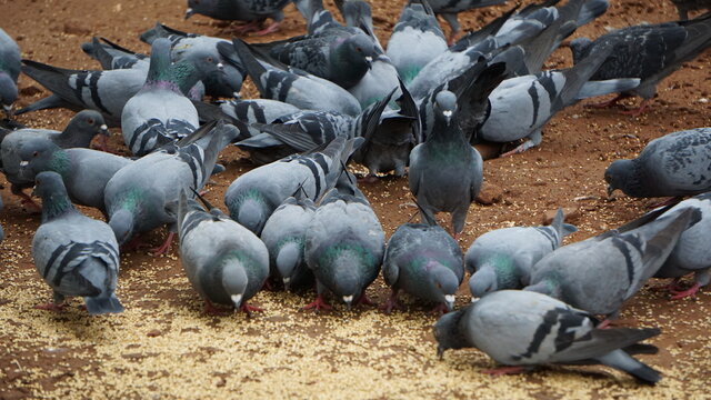 pigeons on the ground & eating the grains 