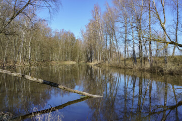 Fototapeta na wymiar Blue sky and reflection in the pond. Lake in the forest.