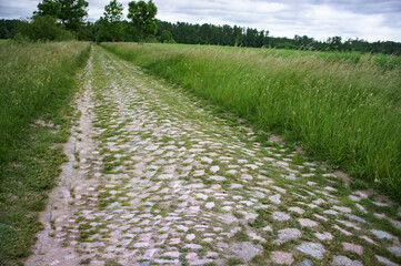 The overgrown old road in the woods. Paving the path in the woods.