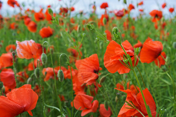 Flowers poppies in the meadow. Blooming green plants. Floral background.