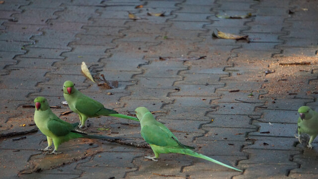 Four parrots on the pavement at Cubbon Park, Bangalore, India. 