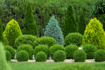 greenery landscaping of a backyard garden with evergreen thuja and cypress in a greenery park with...