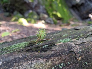 Young Needle Tree Growing out of Old Stump