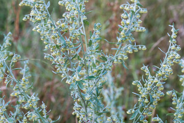 Artemisia absinthium  grand wormwood, absinthe flowers closeup selective focus - obrazy, fototapety, plakaty