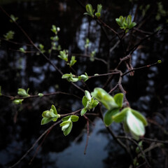 new green leaves in the spring forest