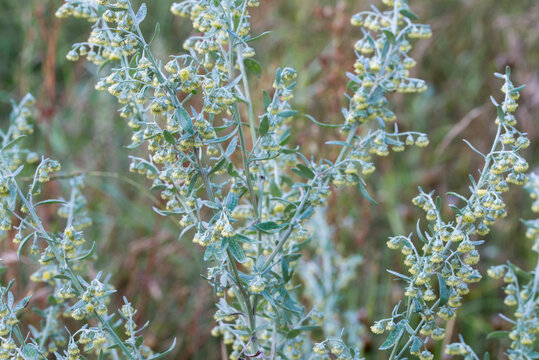 Artemisia absinthium  grand wormwood, absinthe flowers closeup selective focus