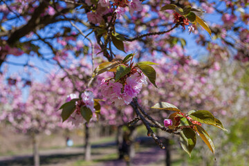 Ciliegi, natura e colori in primavera, strada sporca in mezzo al bosco e fiori di ciliegio