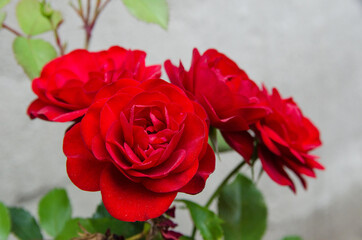 red roses close-up on a gray background.