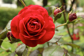 Obraz premium Open red rose.