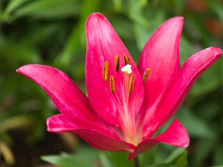 赤いユリ
