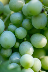 Close-Up of ripe white wine grapes with sunlight