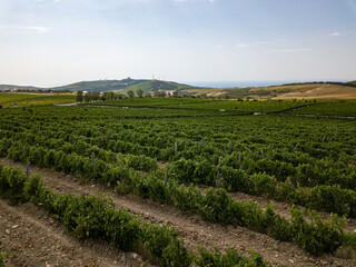 Fototapeta na wymiar vineyard in Russia