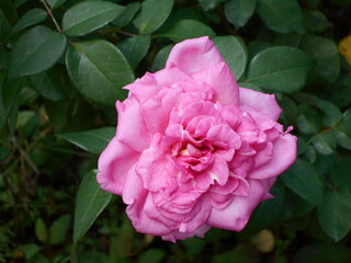 満開の薔薇。
